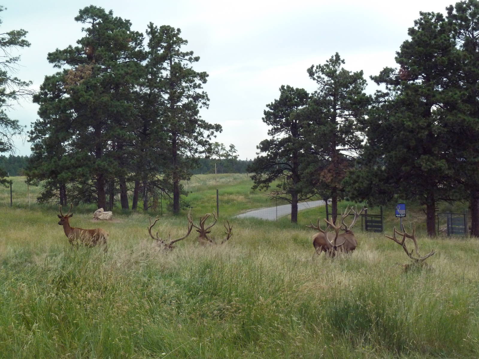 Drive-Thru Section - Rocky Mountain Elk