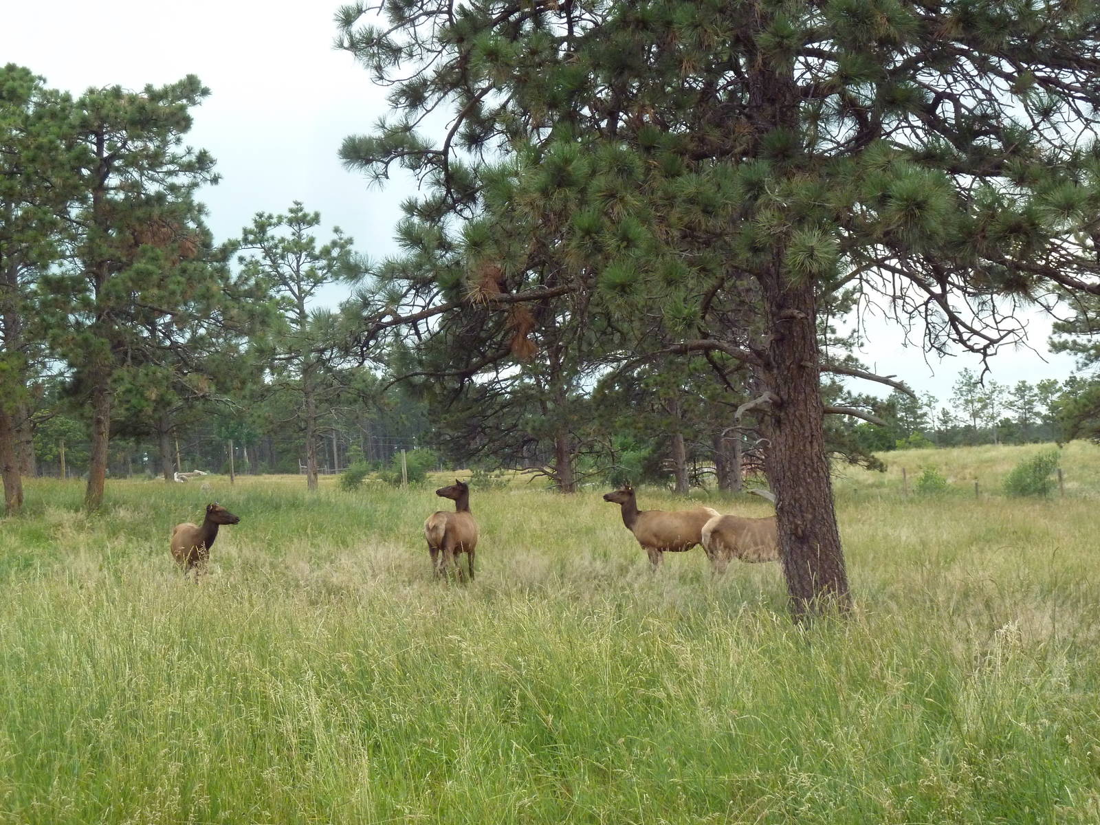 Drive-Thru Section - Rocky Mountain Elk