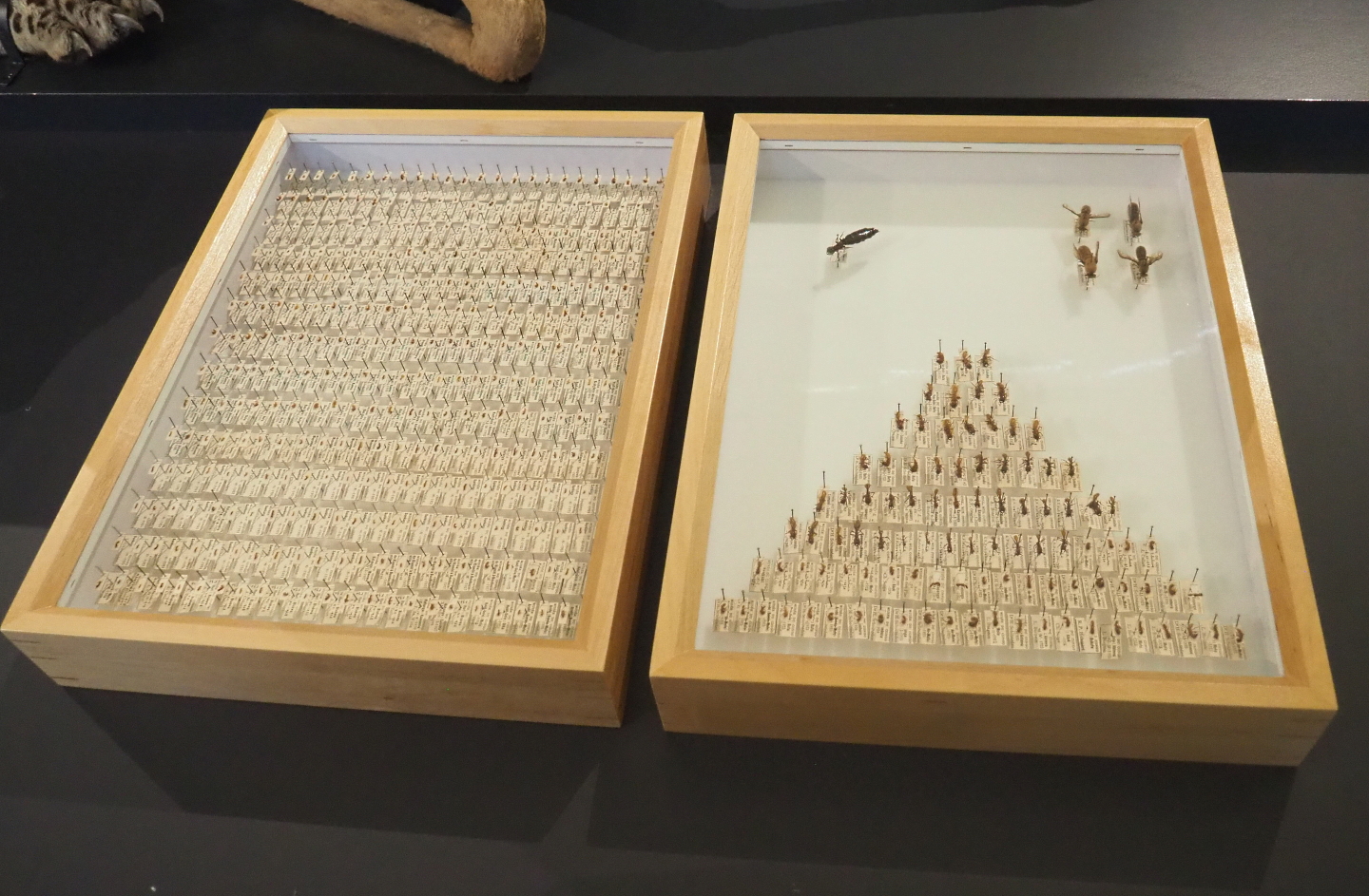 Driver ant specimen displays, 2021-10-20
