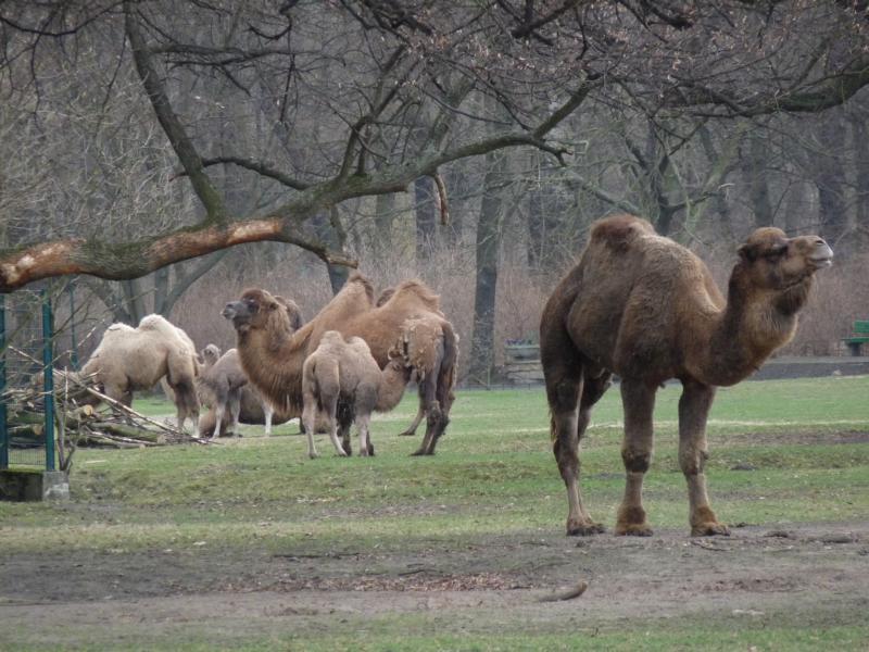 Droemdary and Bactrian camles