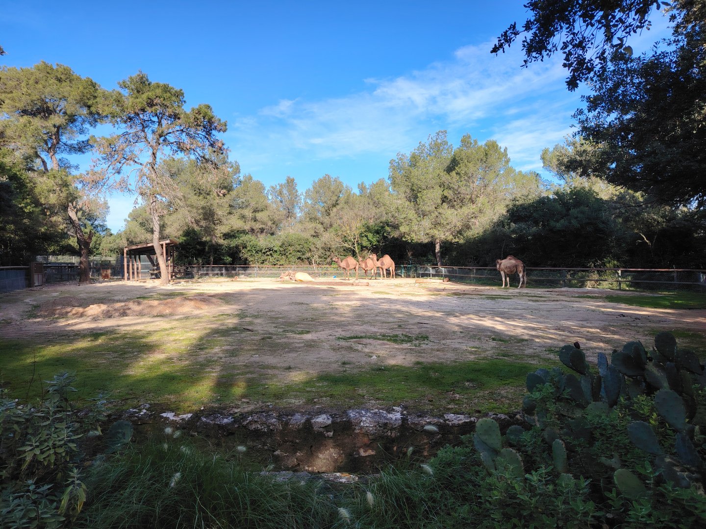 Dromadery (Camelus dromaderius) Exhibit