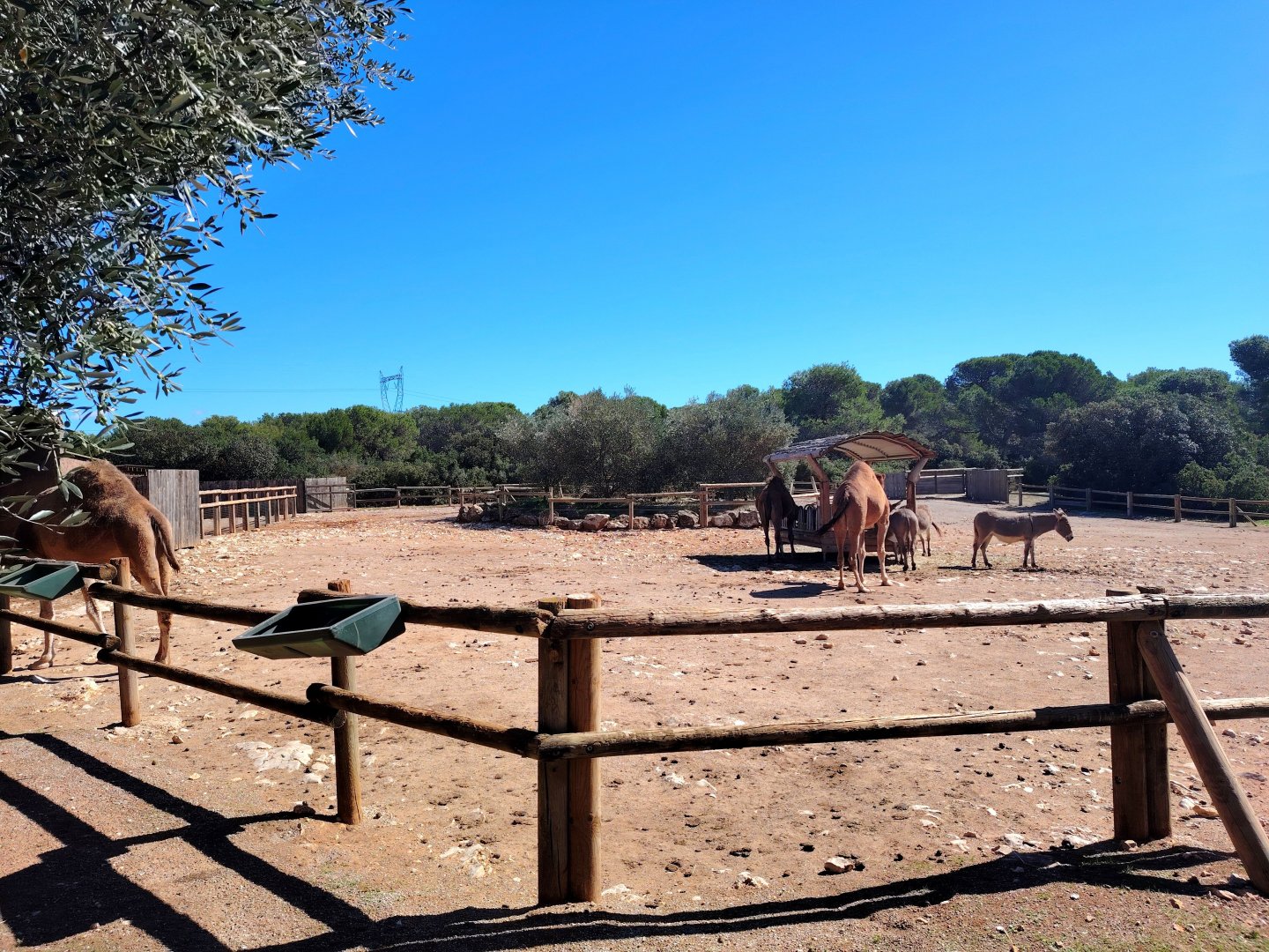 Dromadery & Donkey Exhibit