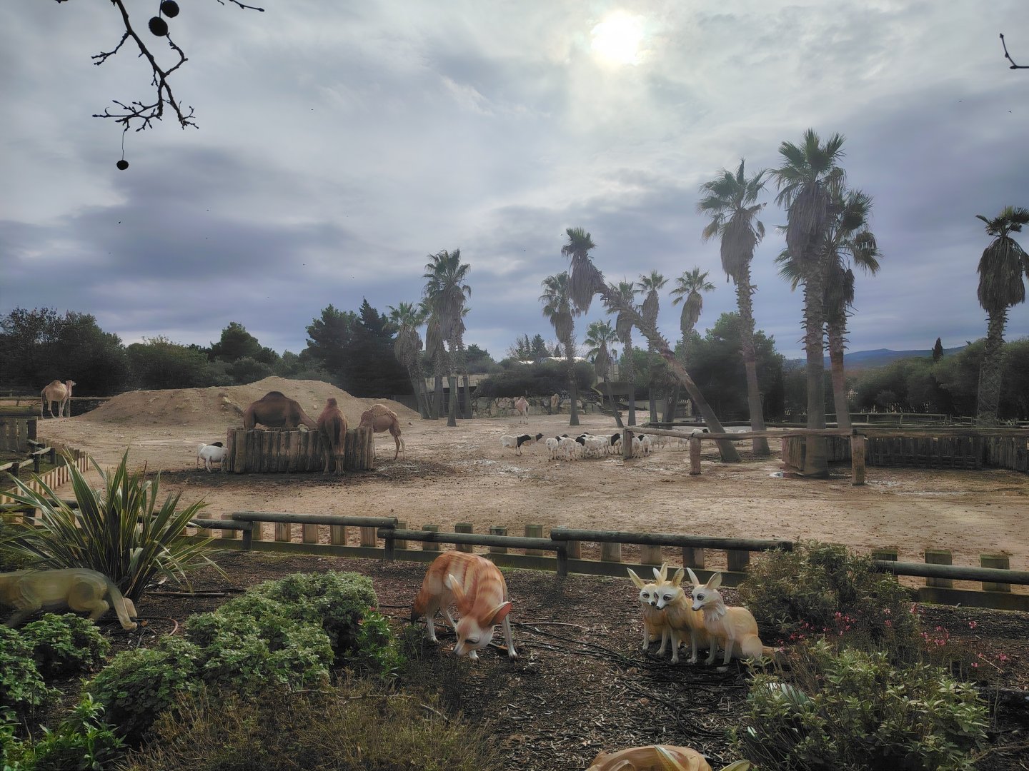 Dromadery & Somali Sheep Exhibit