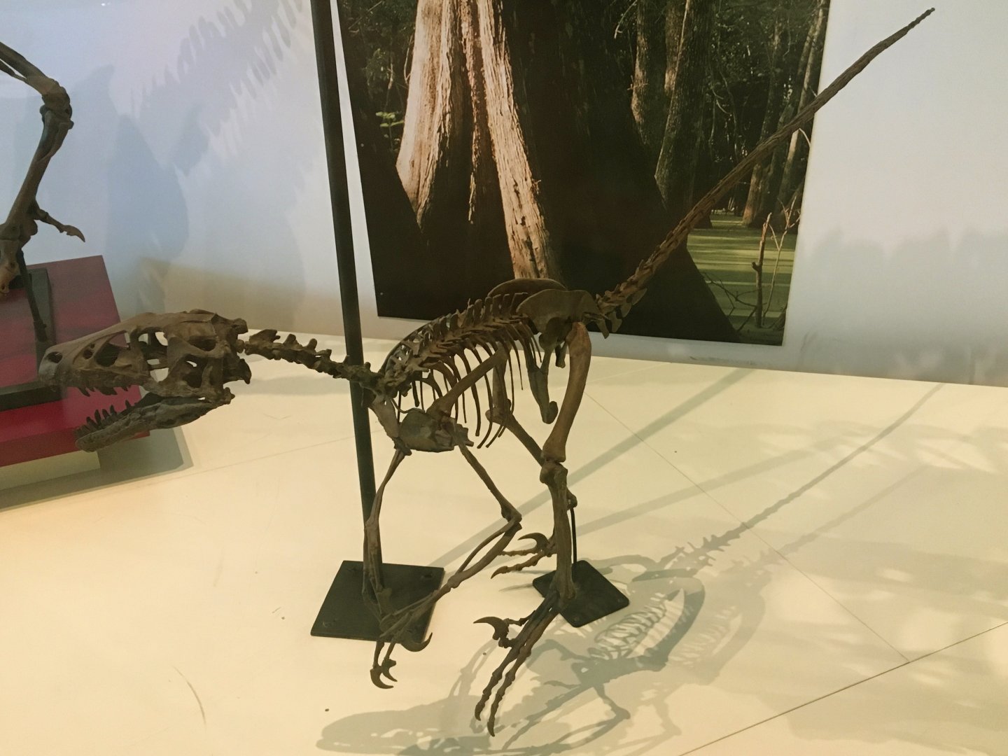 Dromaeosaurus