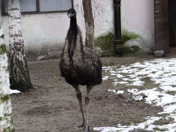 Dromainus novaehollandie