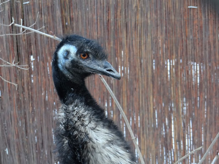 Dromainus novaehollandie