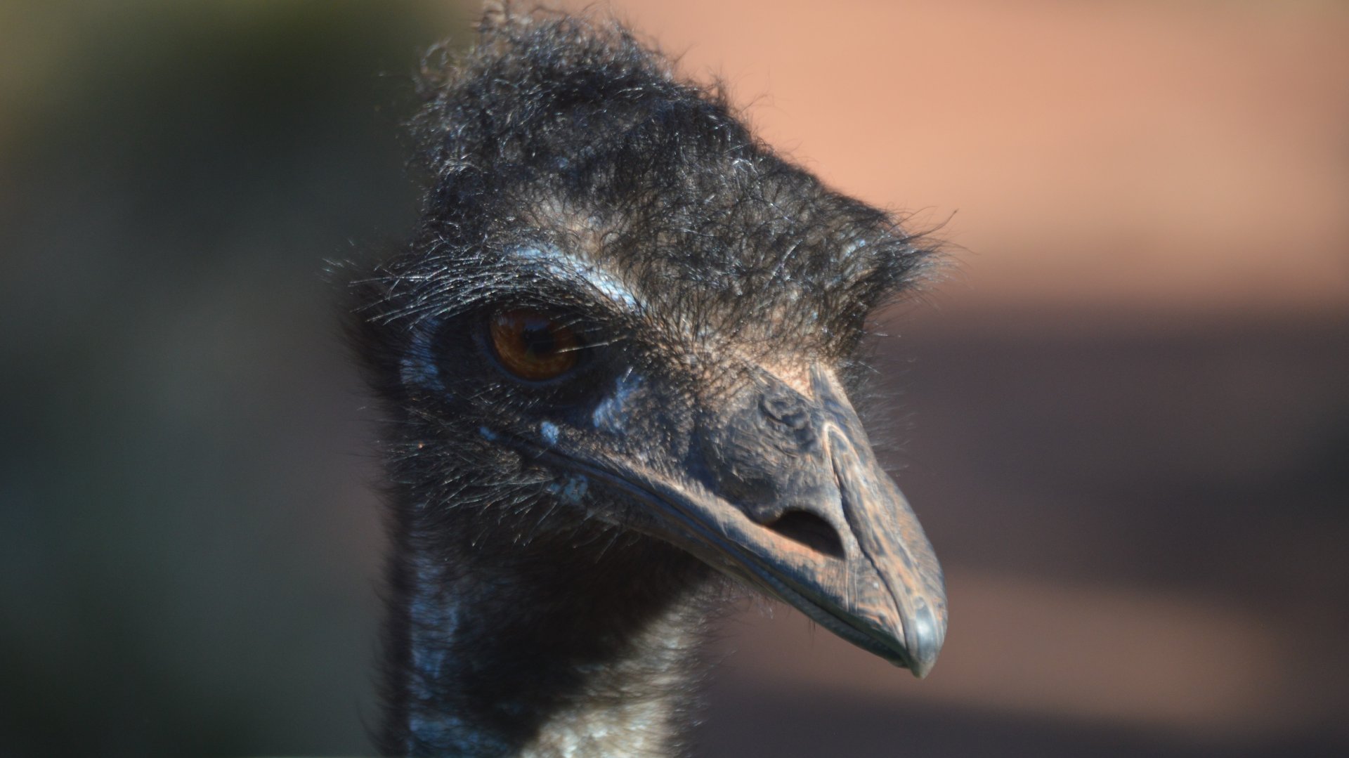 Dromaius novaehollandiae novaehollandiae