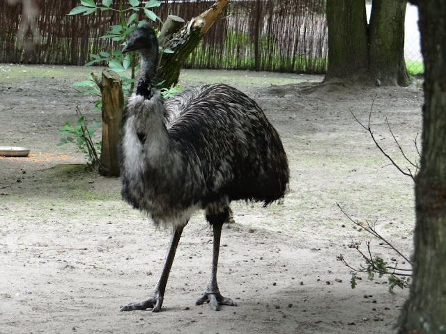 Dromaius novaehollandiae