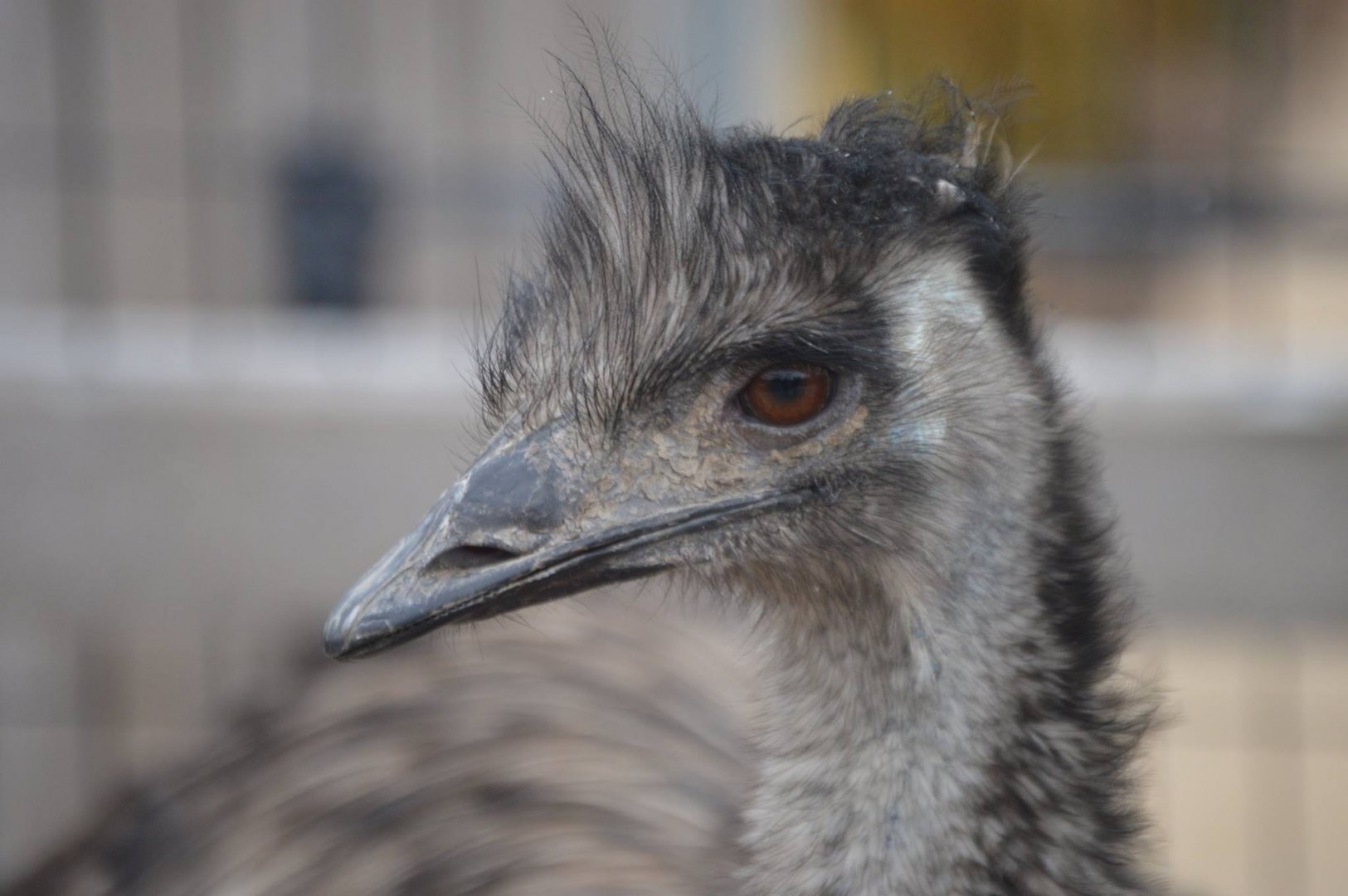 Dromaius novaehollandiae