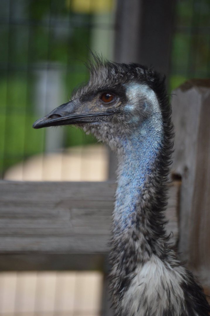 Dromaius novaehollandiae