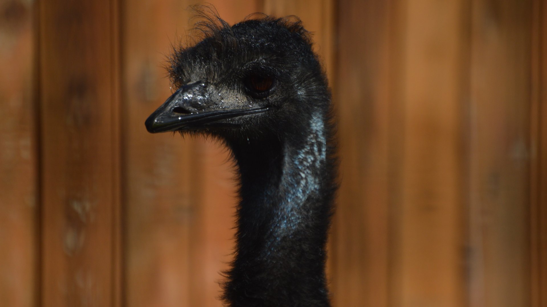 Dromaius novaehollandiae