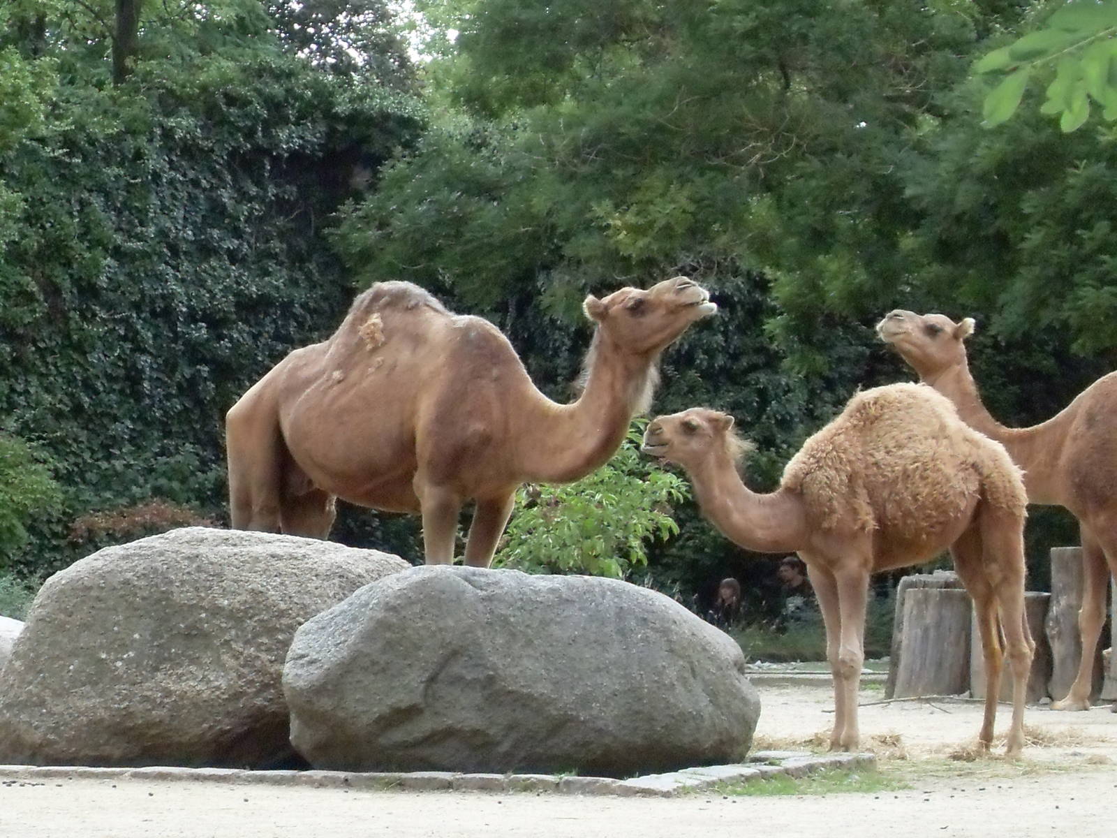 dromedaries 030910