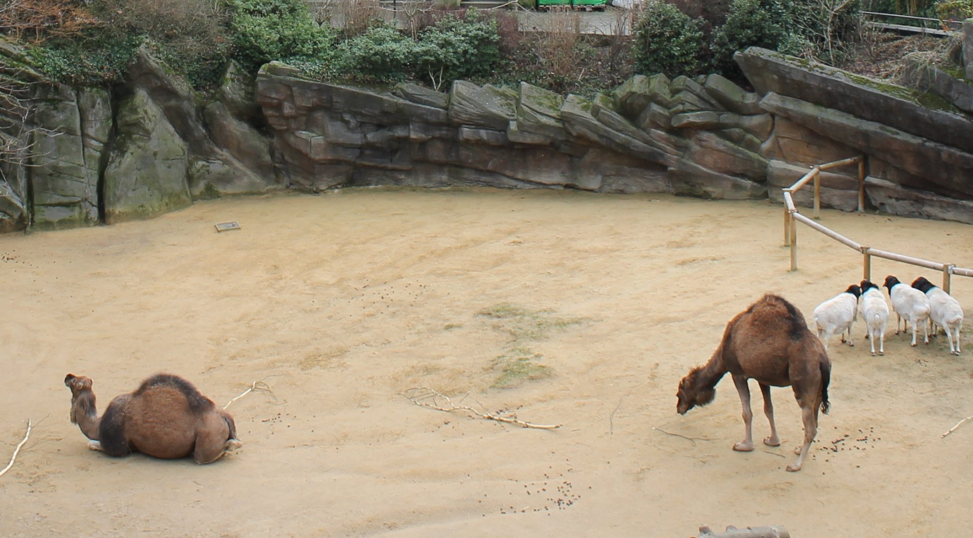 Dromedaries and Black-headed sheep