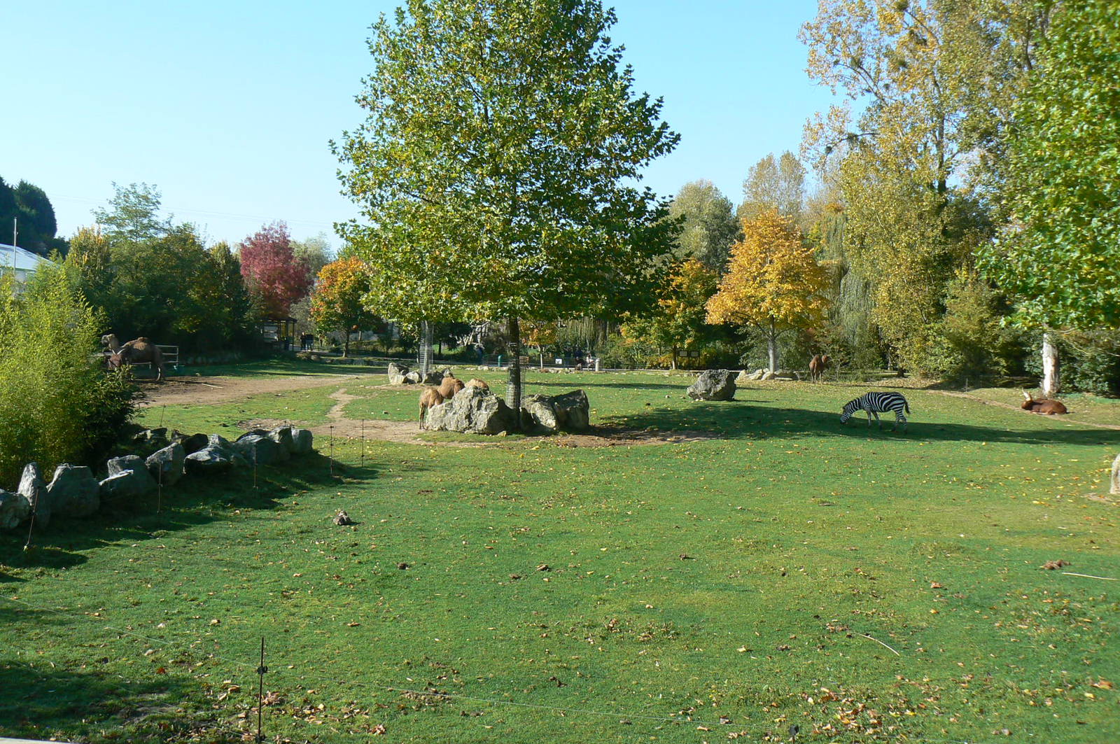 Dromedaries and watusis enclosure