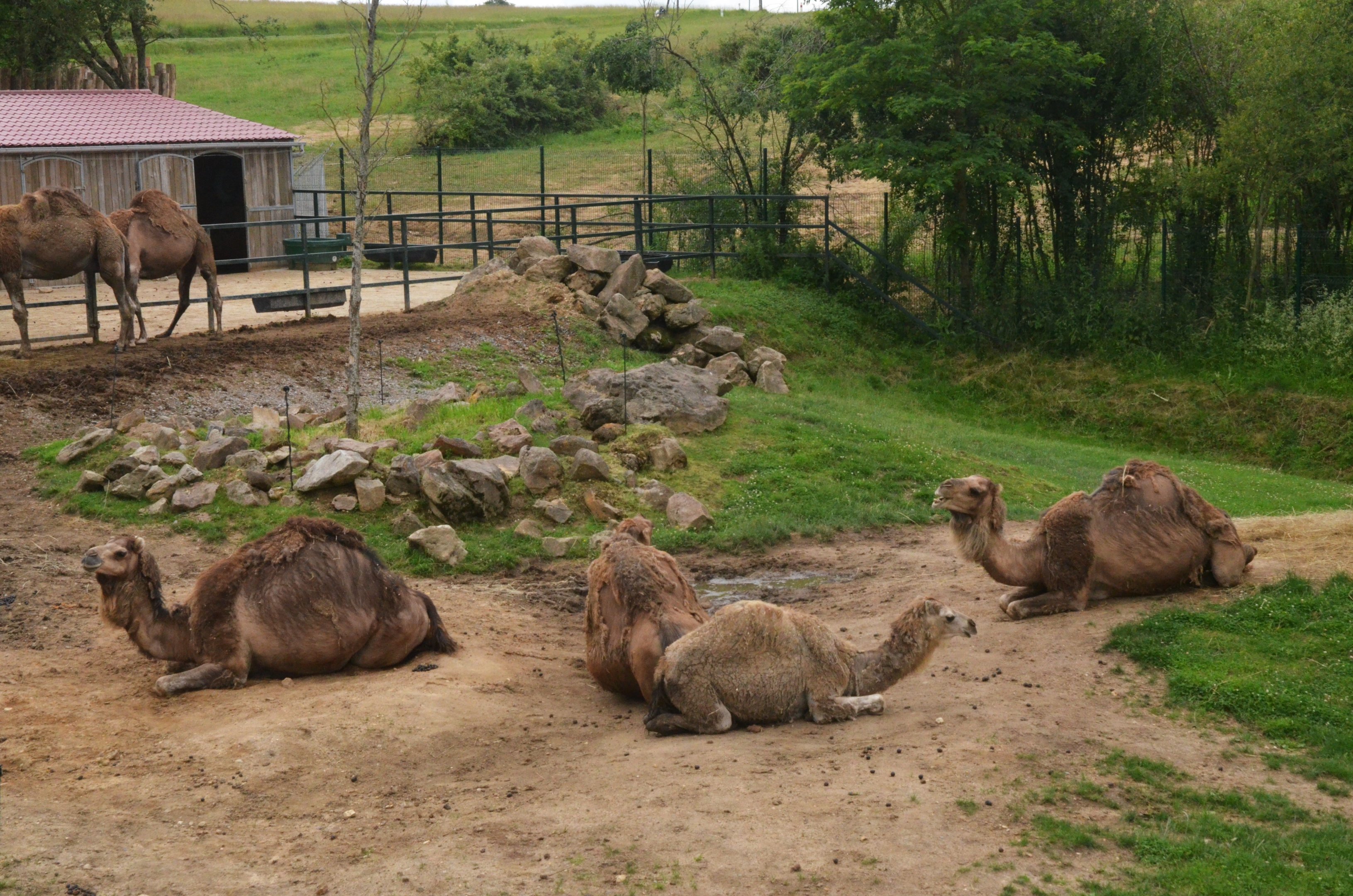 Dromedaries at Beauval, 12/06/18