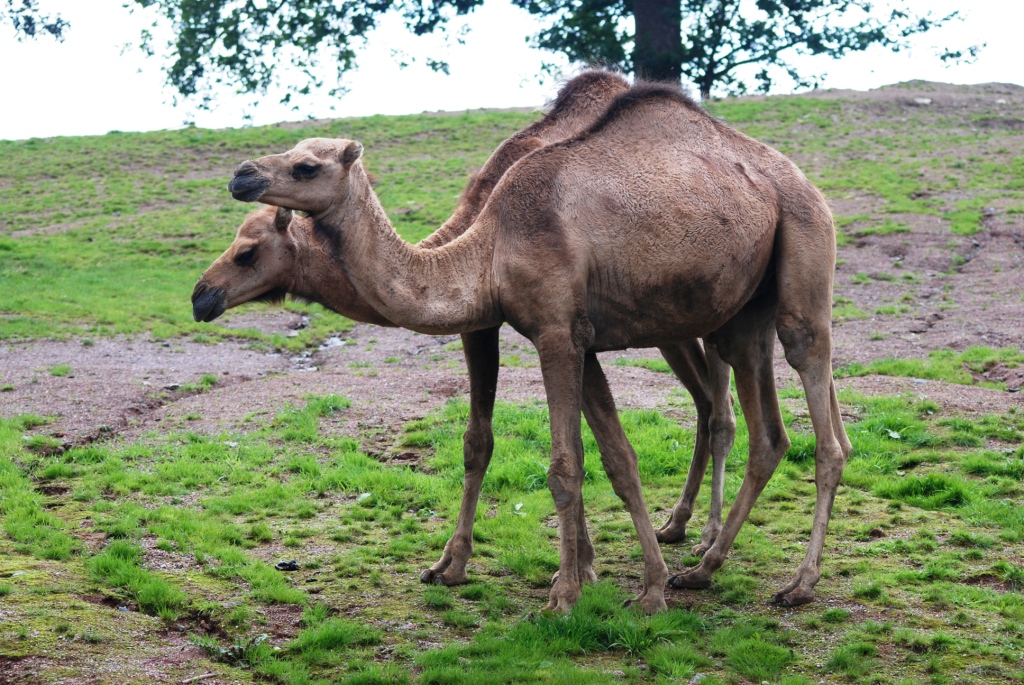 Dromedaries at Pairi Daiza, 31/08/14