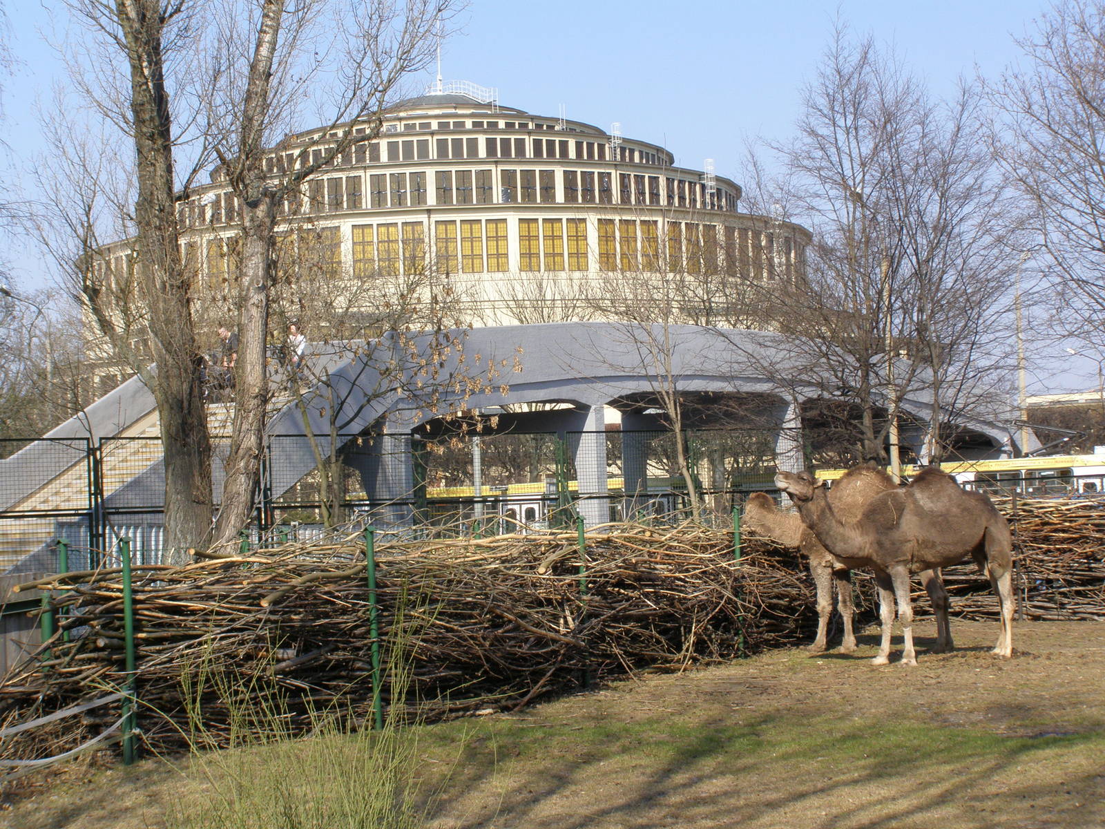 dromedaries (Camelus dromedarius)