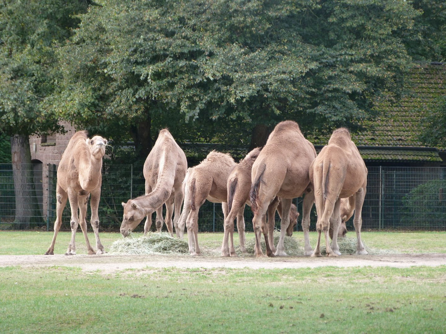 Dromedaries -Tierpark Berlin (2024)