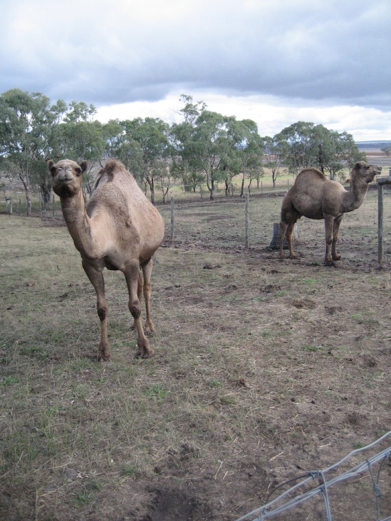 Dromedaries
