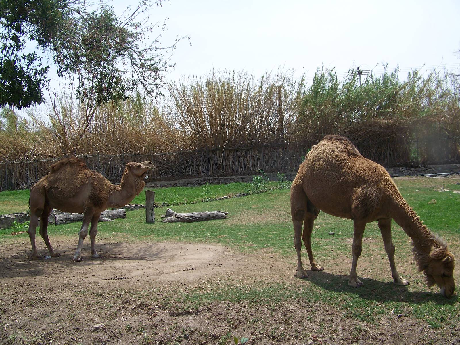 Dromedaries