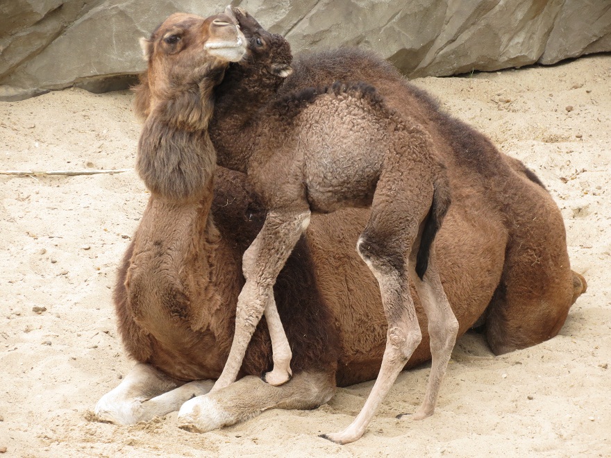 Dromedaries