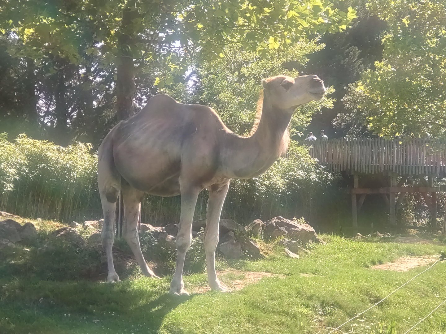 Dromedary 13/8/23