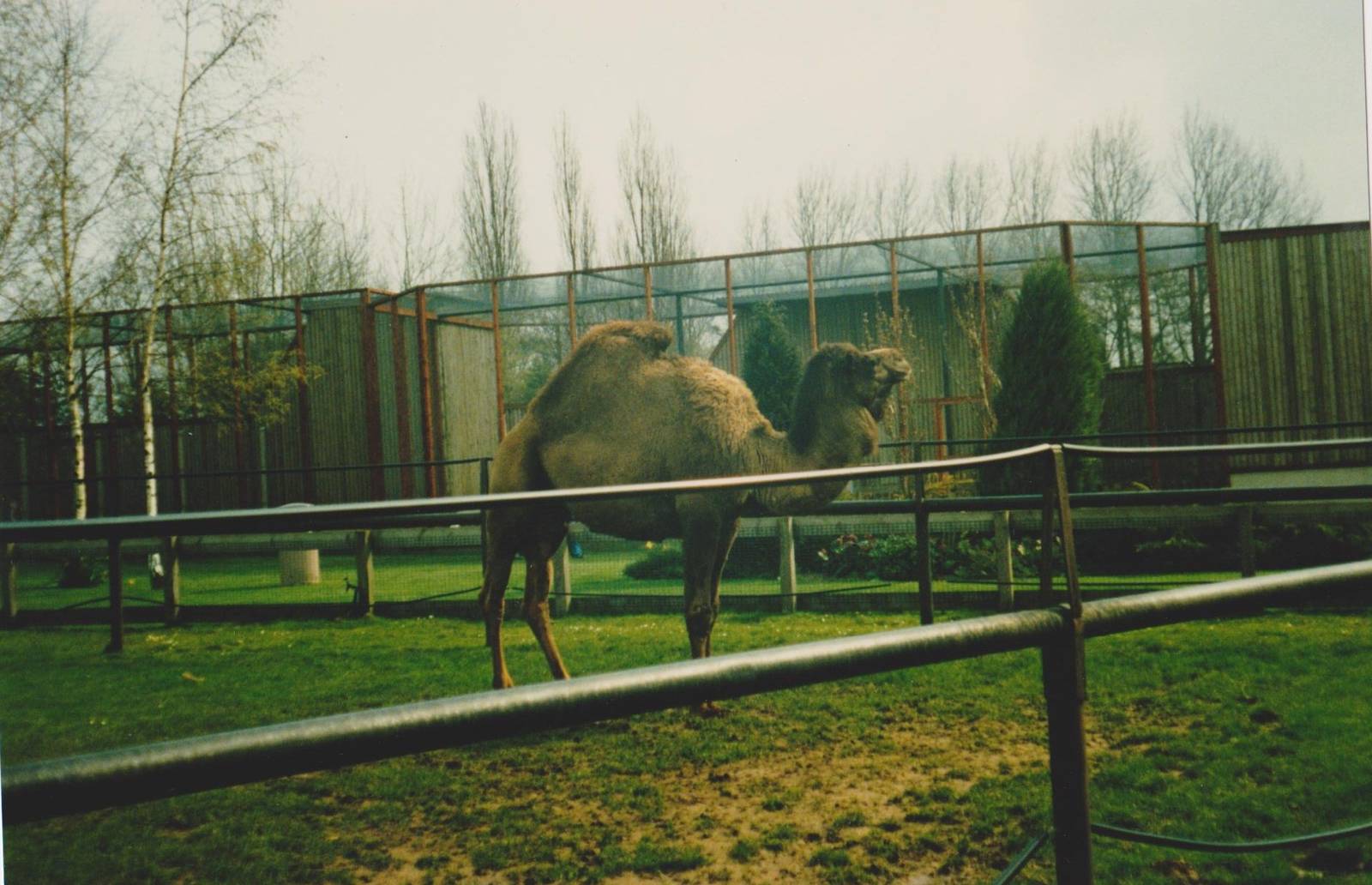 Dromedary 1994