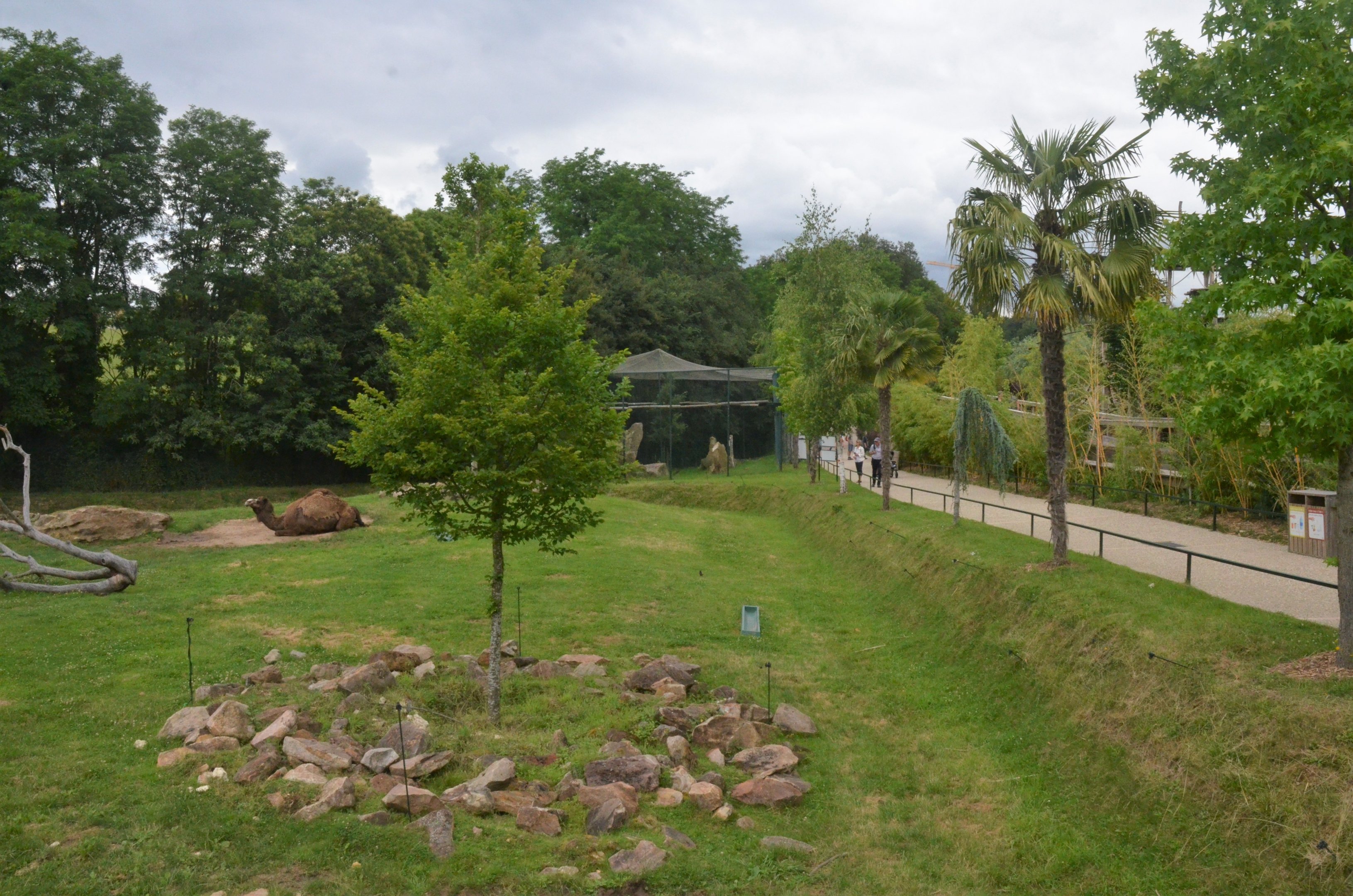 Dromedary and Bactrian Camel Enclosure at Beauval, 12/06/18