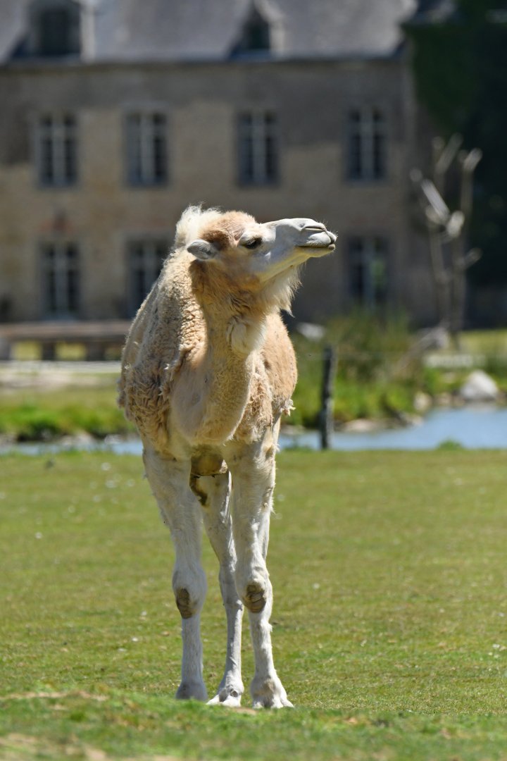 Dromedary and castle
