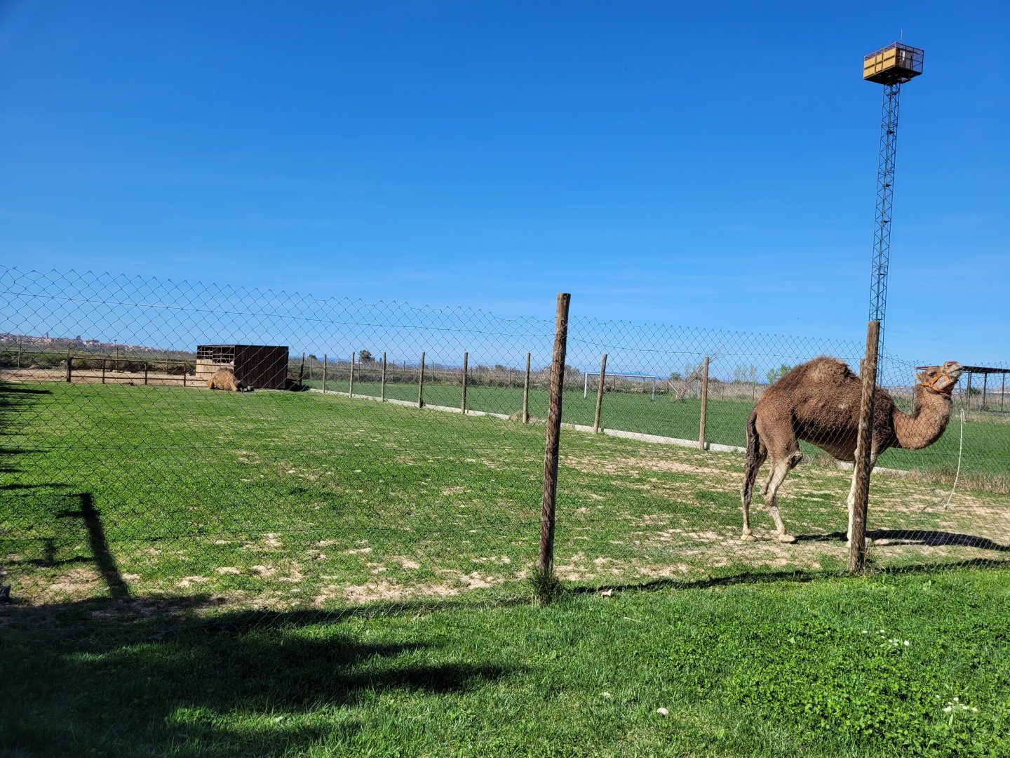 Dromedary and Domestic horse enclosure -Tierra Rapaz (2024)