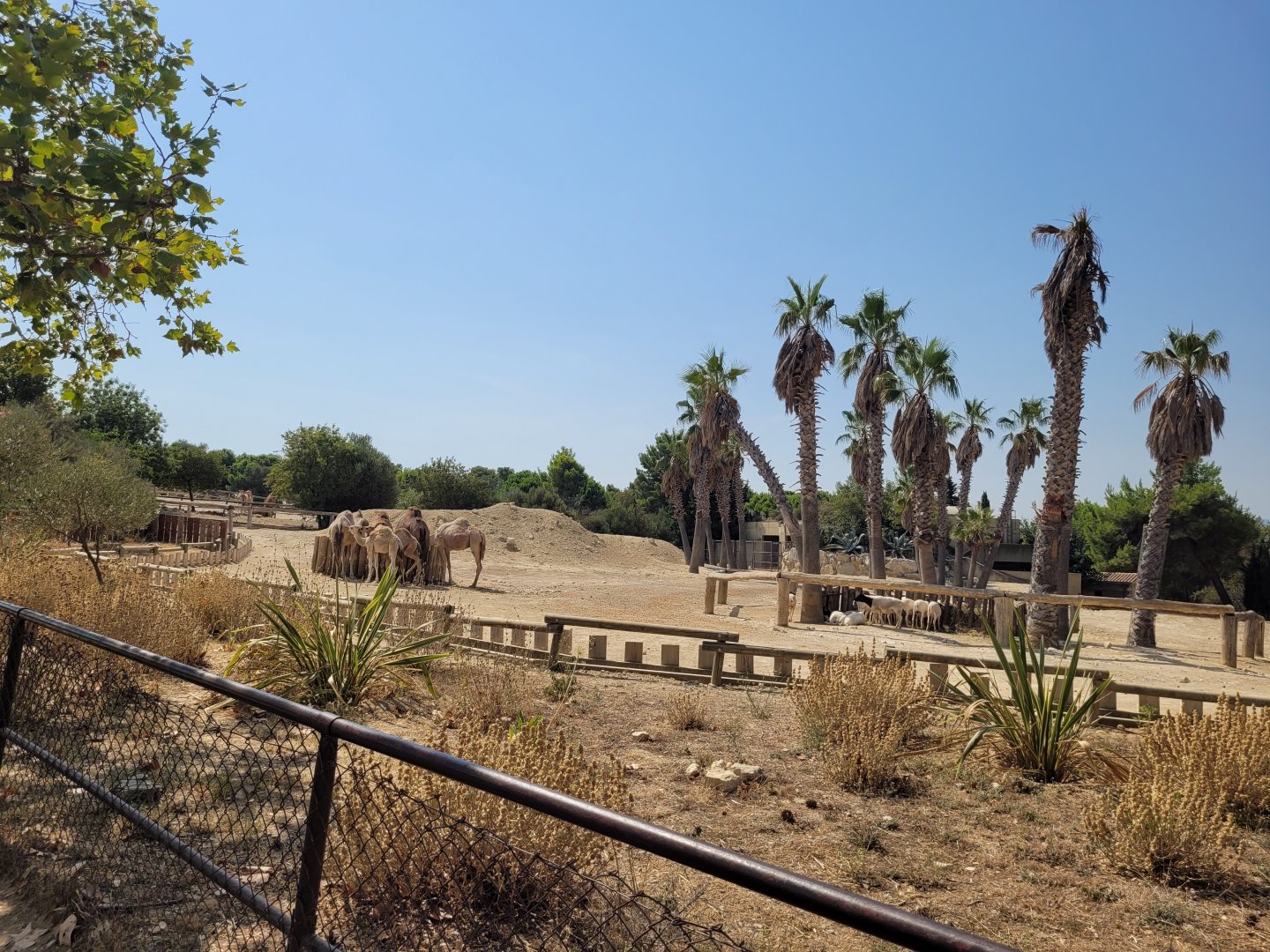 Dromedary and Somali sheep exhibit -Réserve Africaine de Sigean (2022)