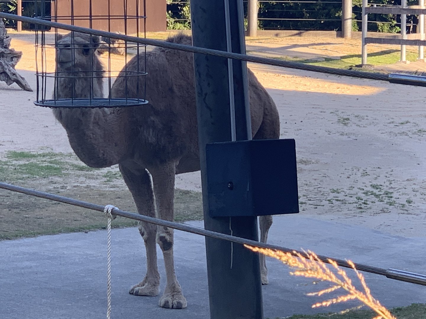 Dromedary (Arabian Camel as Taronga sign-posts them as)