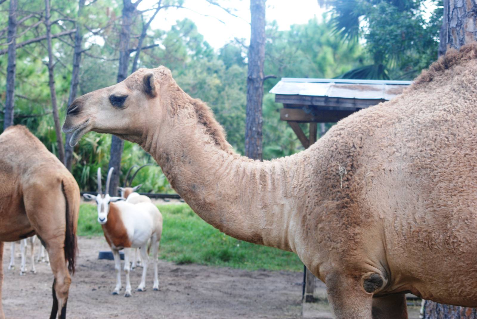 Dromedary at Brevard, 14/10/13