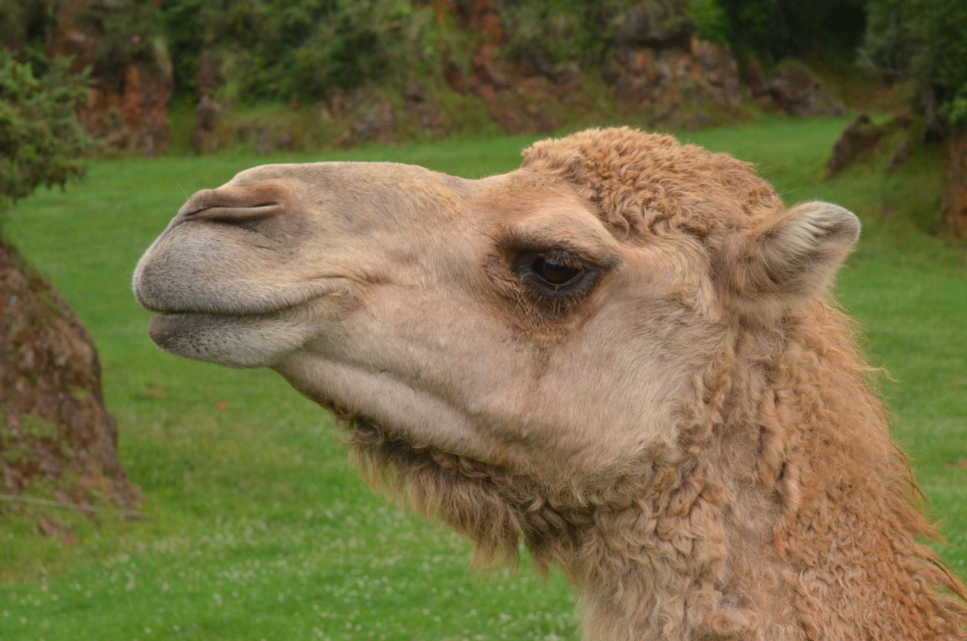 Dromedary at Cabarceno, 08/07/17