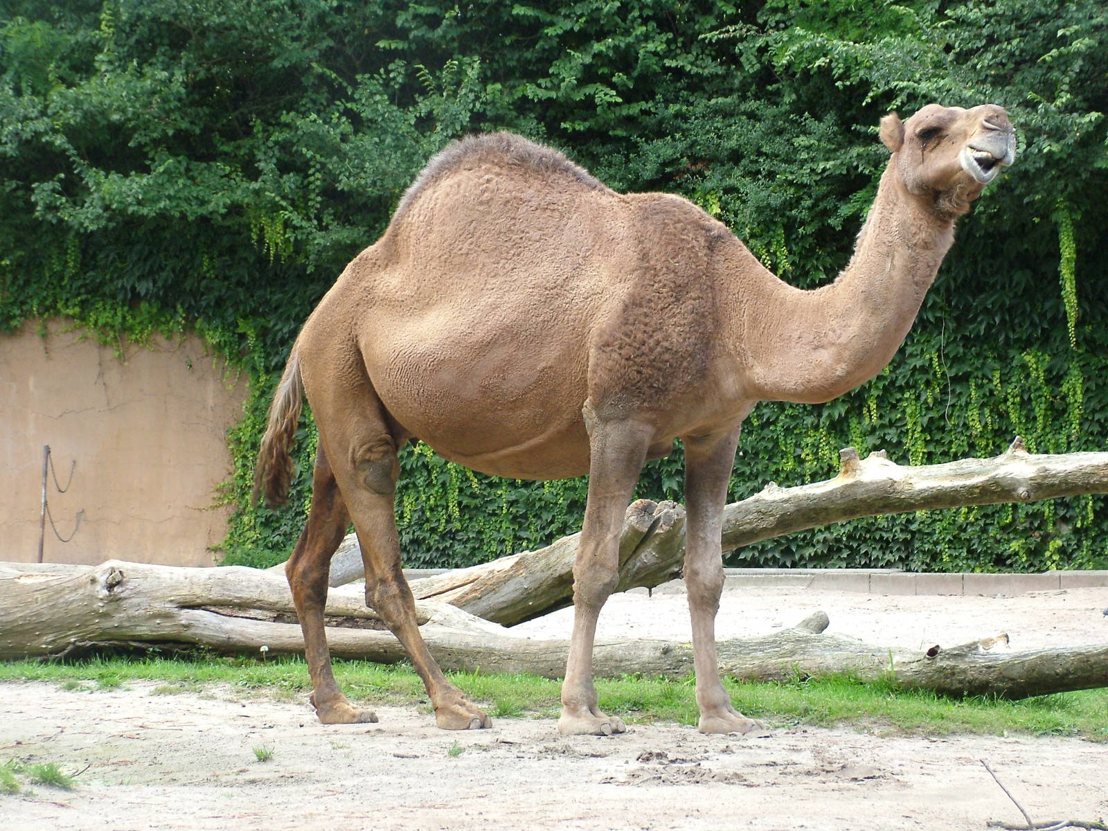Dromedary at Landau Zoo, 04/09/10