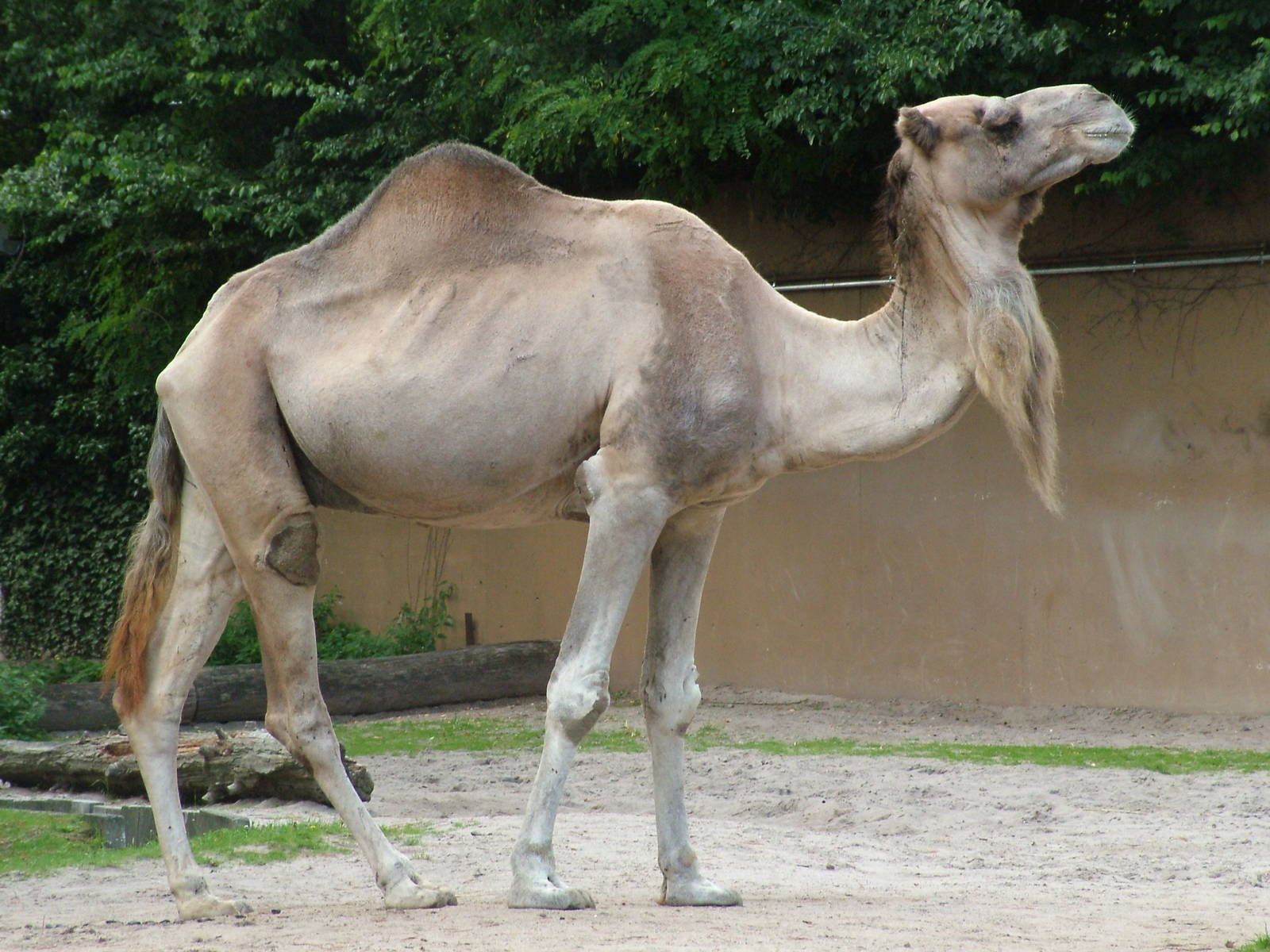 Dromedary at Landau Zoo, 04/09/10