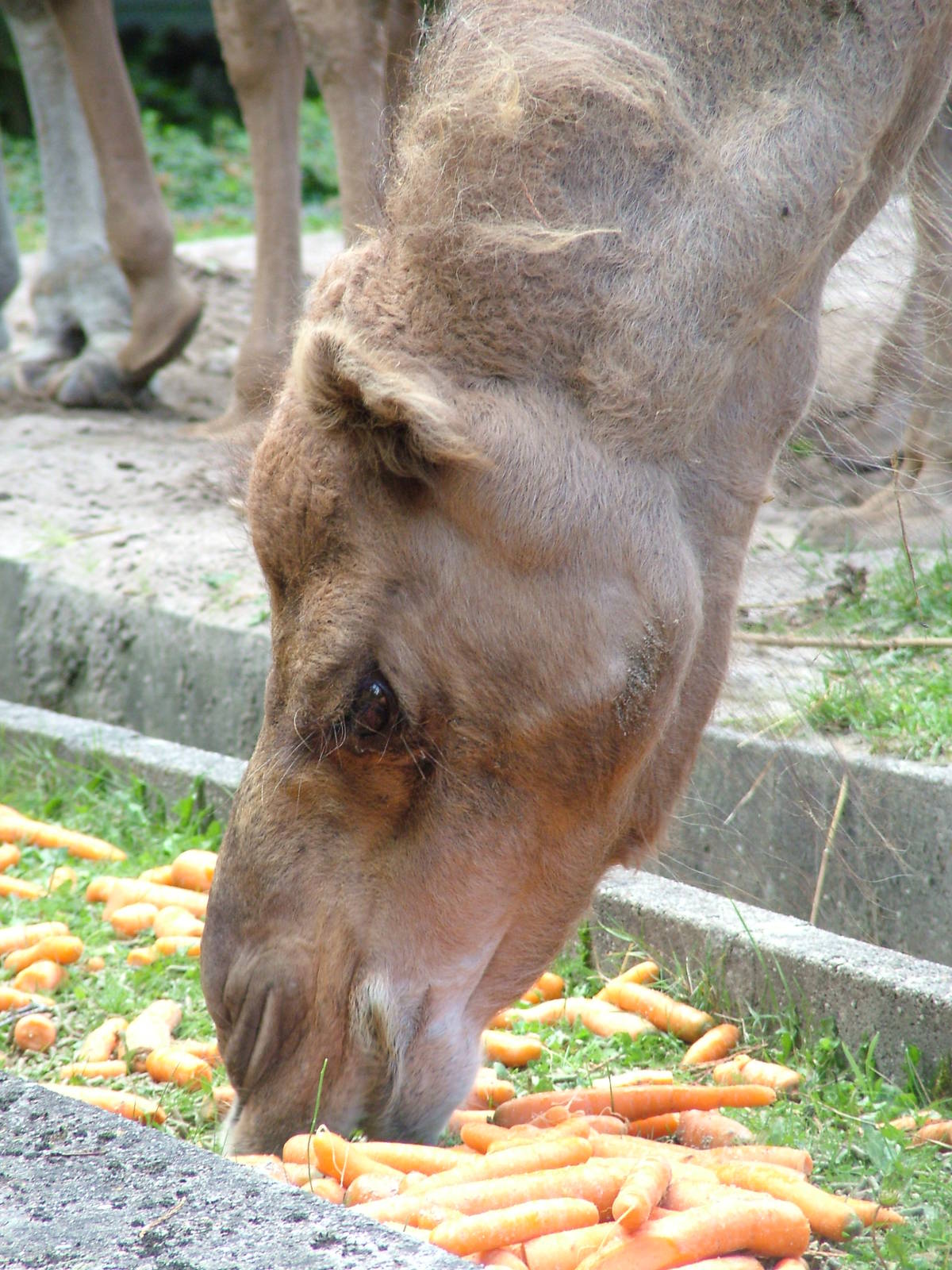 Dromedary at Landau Zoo, 04/09/10