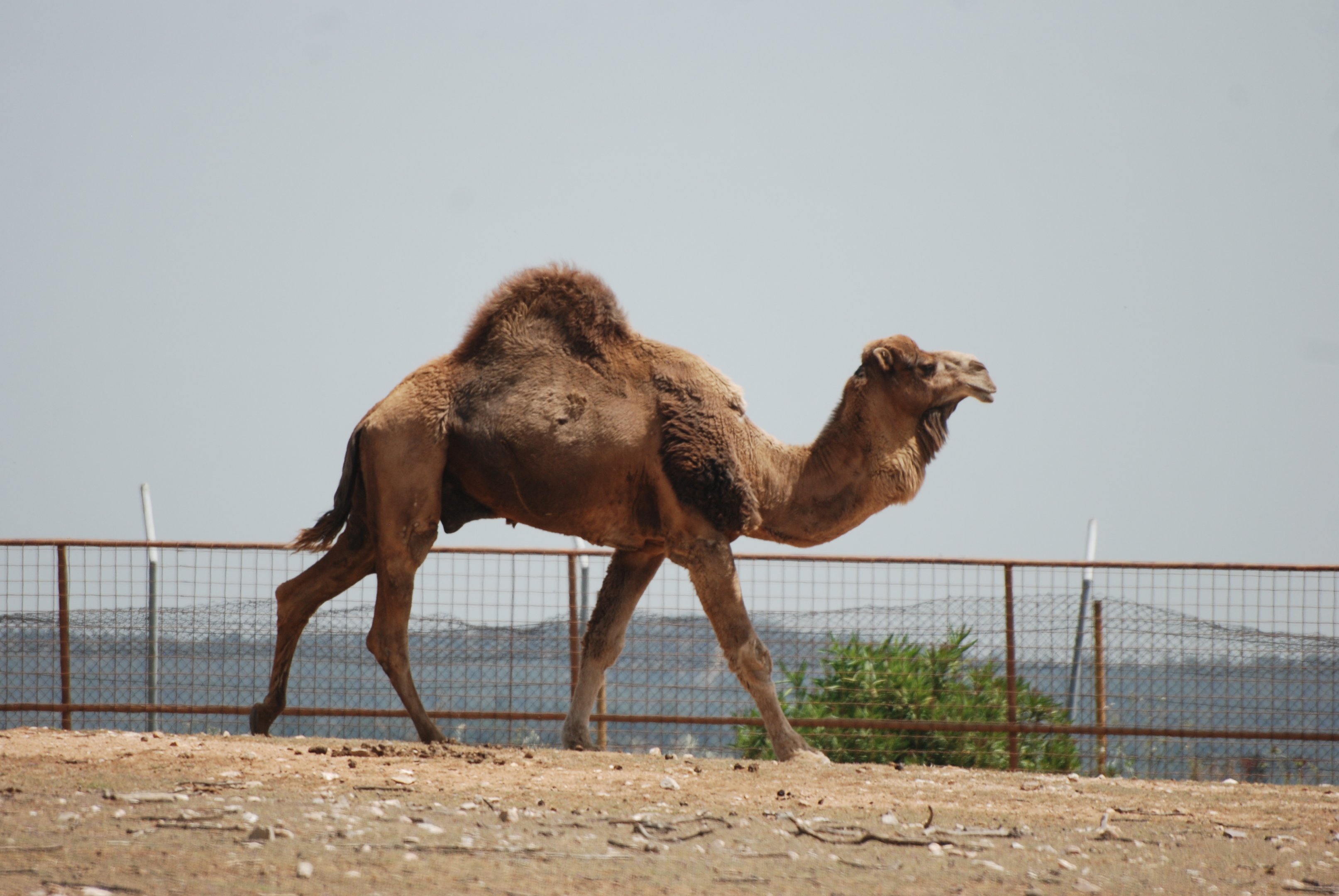 Dromedary at Safari Madrid, 19th May 2022