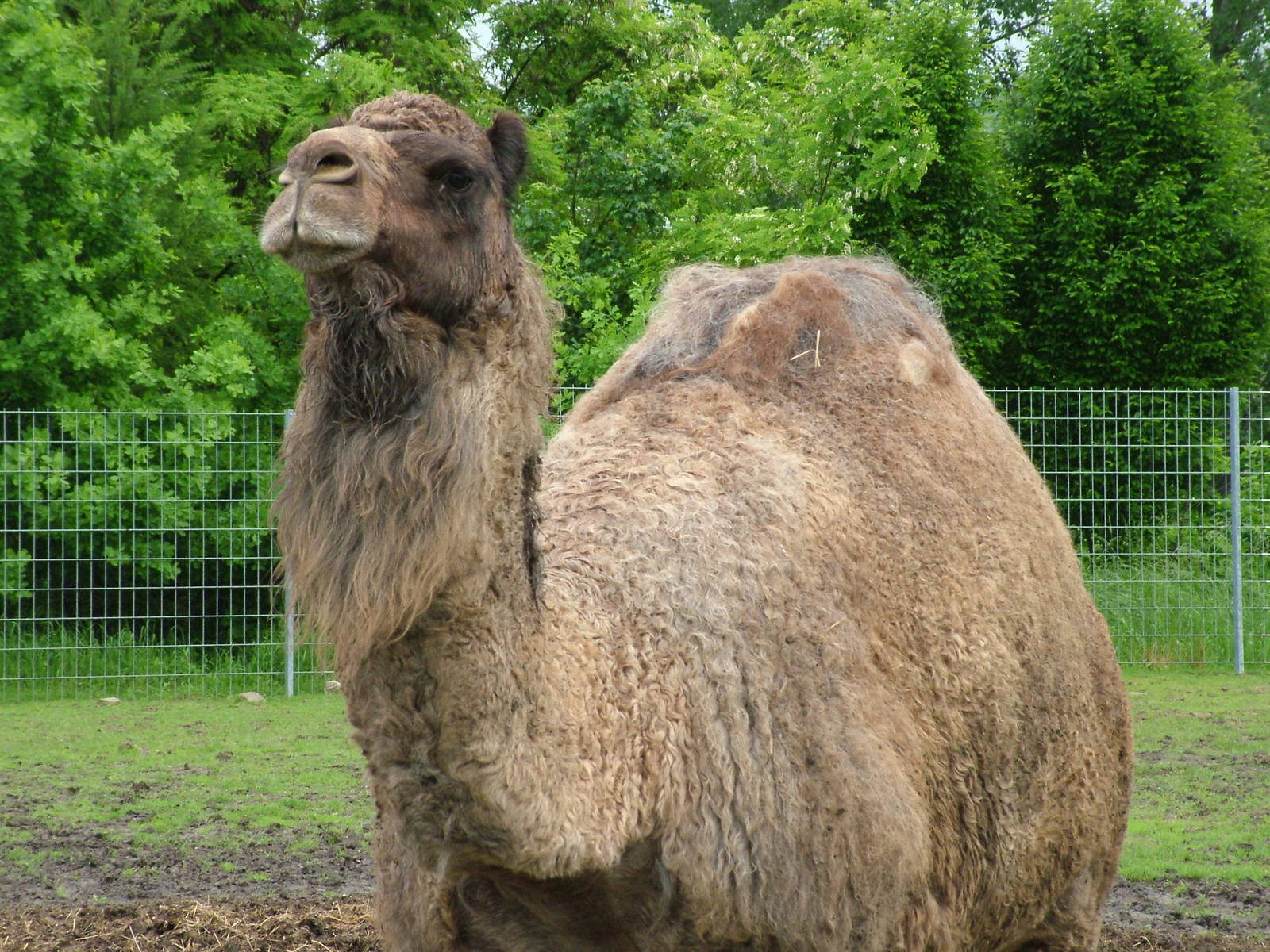 Dromedary at Vyskov, 30/05/10