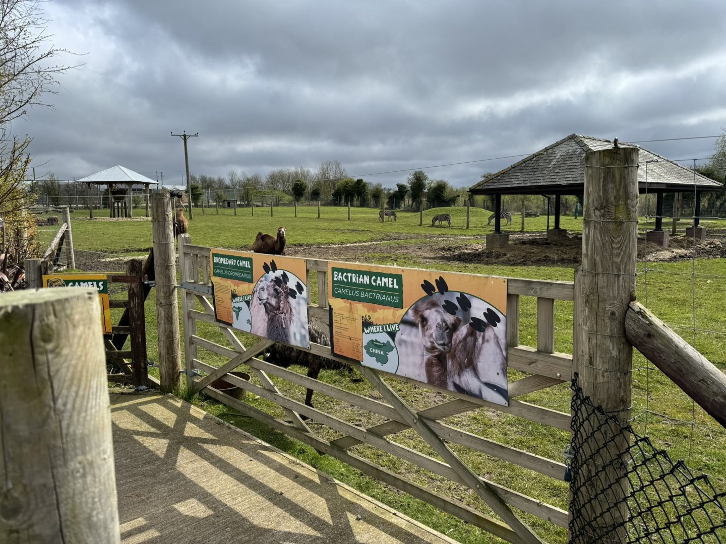 Dromedary & Bactrian Camel / Emu / Zebra Mixed Enclosure at Wolds Wildlife Park (March 2024)