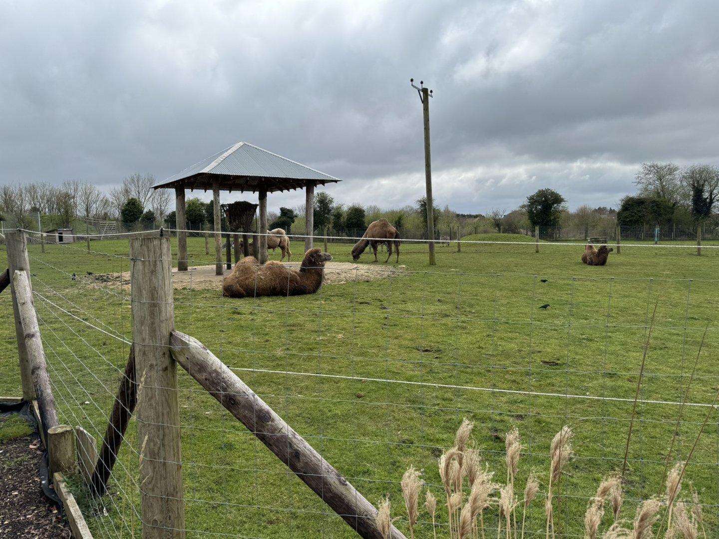 Dromedary & Bactrian Camel / Emu / Zebra Mixed Enclosure at Wolds Wildlife Park (March 2024)