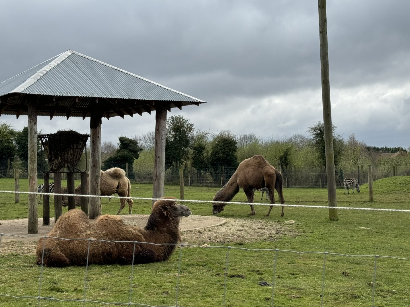 Dromedary & Bactrian Camel / Emu / Zebra Mixed Enclosure at Wolds Wildlife Park (March 2024)