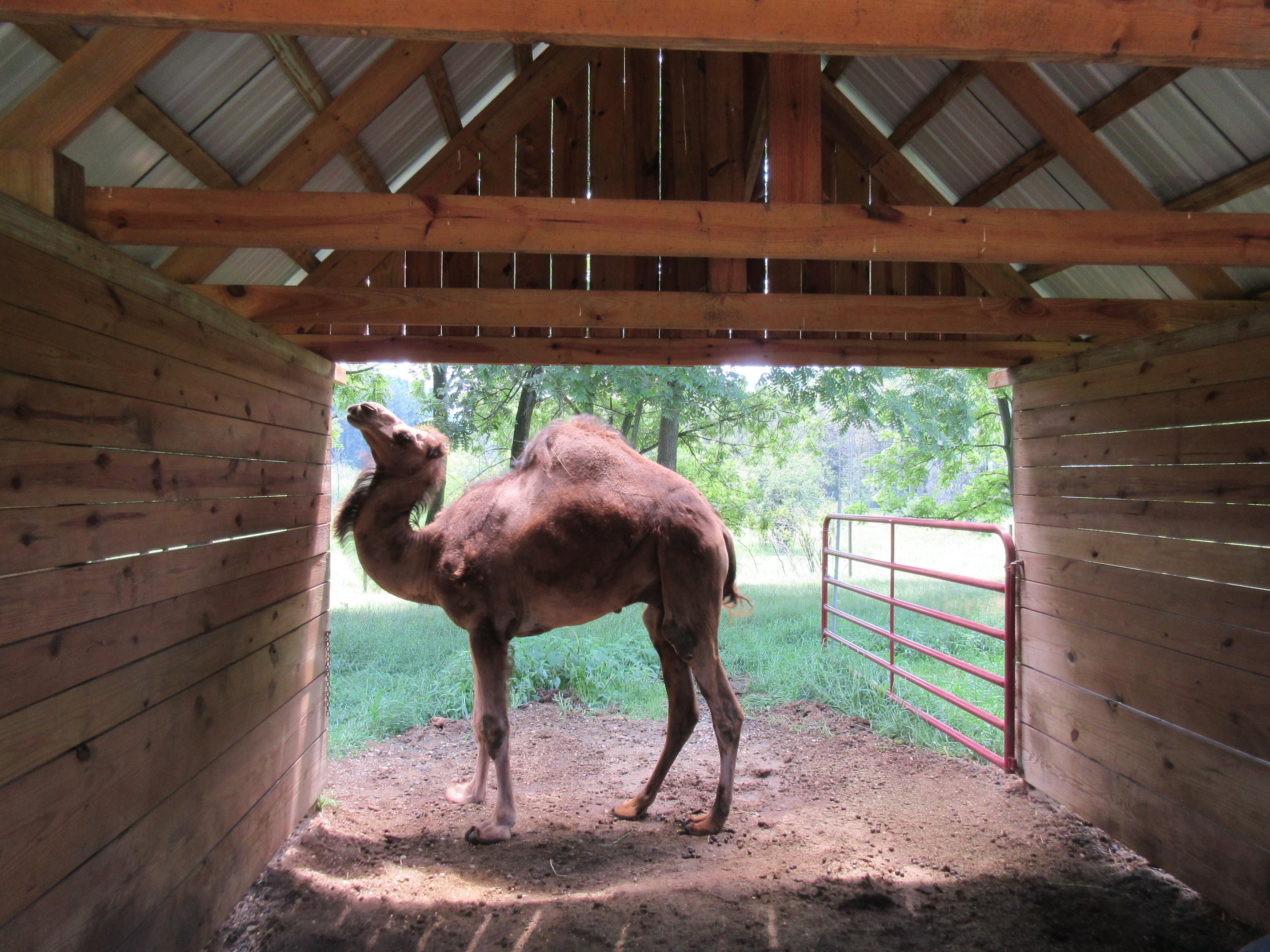Dromedary Barn