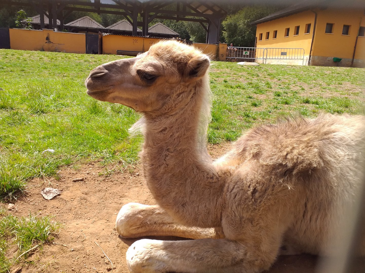 Dromedary calf-Cabarceno (2019)