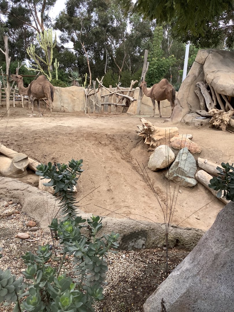 Dromedary Camel 10/7/21