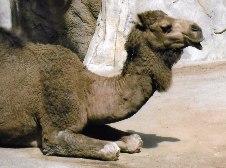 Dromedary camel 2016