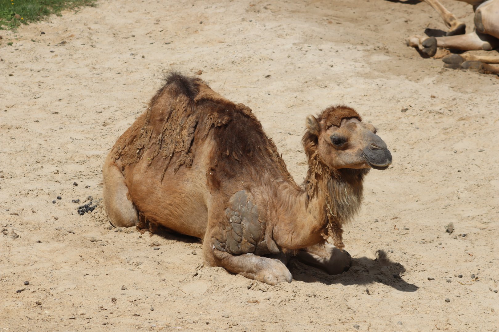 Dromedary Camel - 7 July 2024