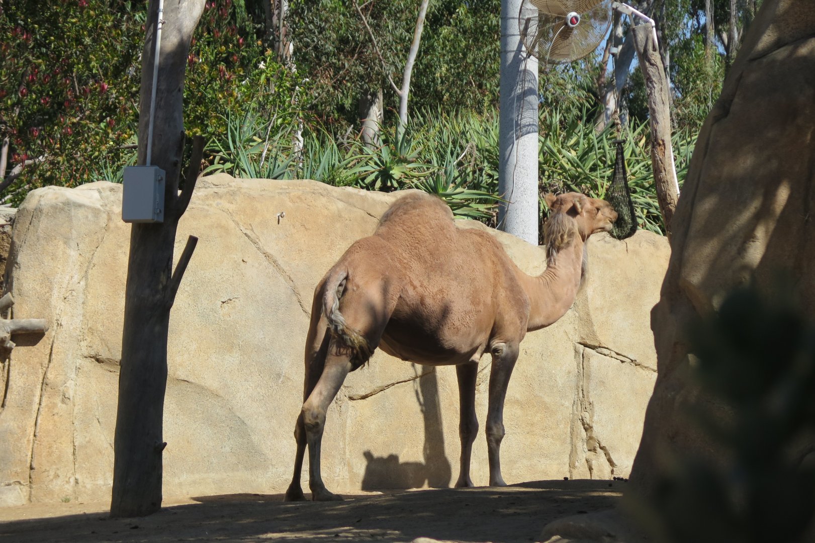 Dromedary Camel(8/23/2024)