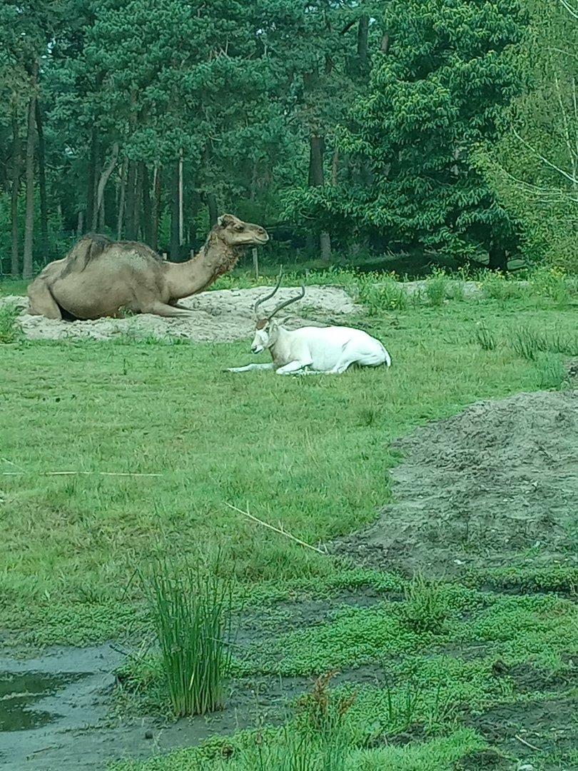 Dromedary Camel & Addax