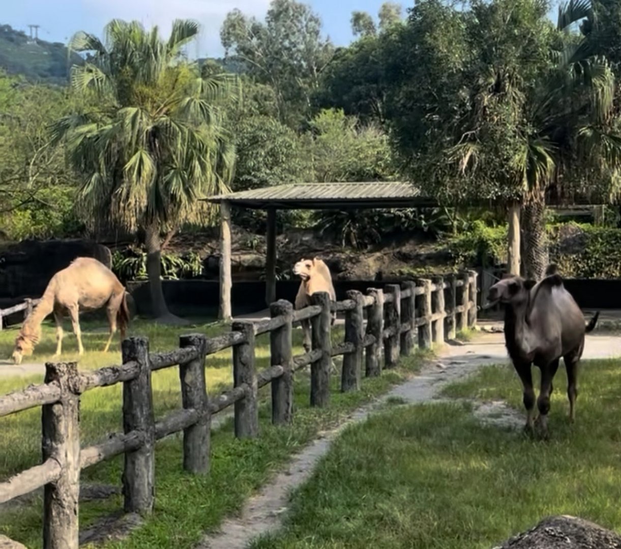 Dromedary camel and Bactrian camel exhibit at Desert Animal Area